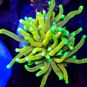 euphyllia glabrescens halleluyah