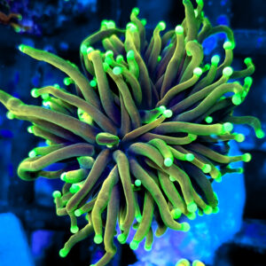 euphyllia glabrescens hellfire