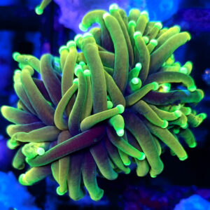 euphyllia glabrescens hellfire