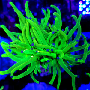 euphyllia glabrescens holy grail