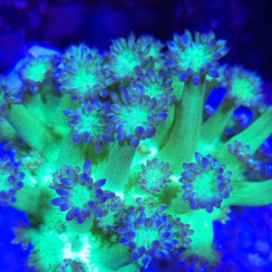 gogniopora fake galaxy