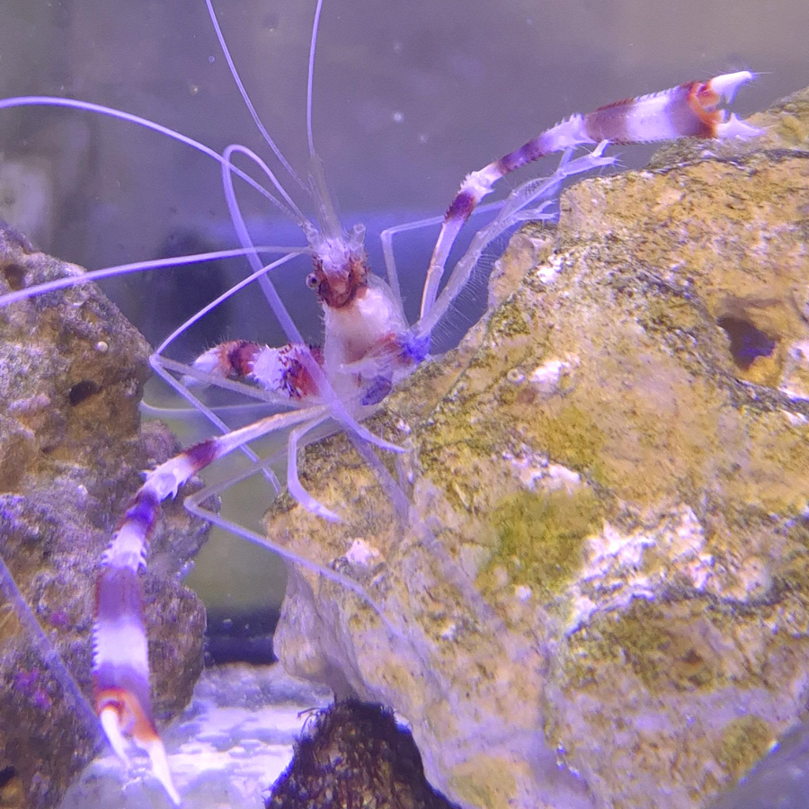 Krewetka boksująca Stenopus hispidus