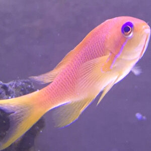 Pseudanthias Squamipinnis Papużak łuskopłetwy