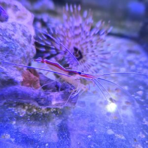 Lysmata amboinesis Krewetka czyszcząca