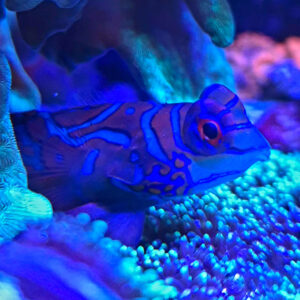 Synchiropus splendidus Mandaryn wspaniały