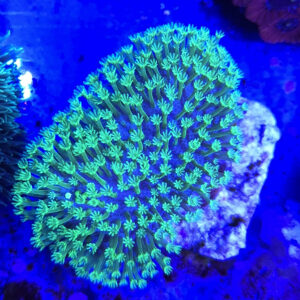 Lobophytum Fluor Green