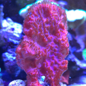 Gąbka ozdobna Acanthella Canvernosa