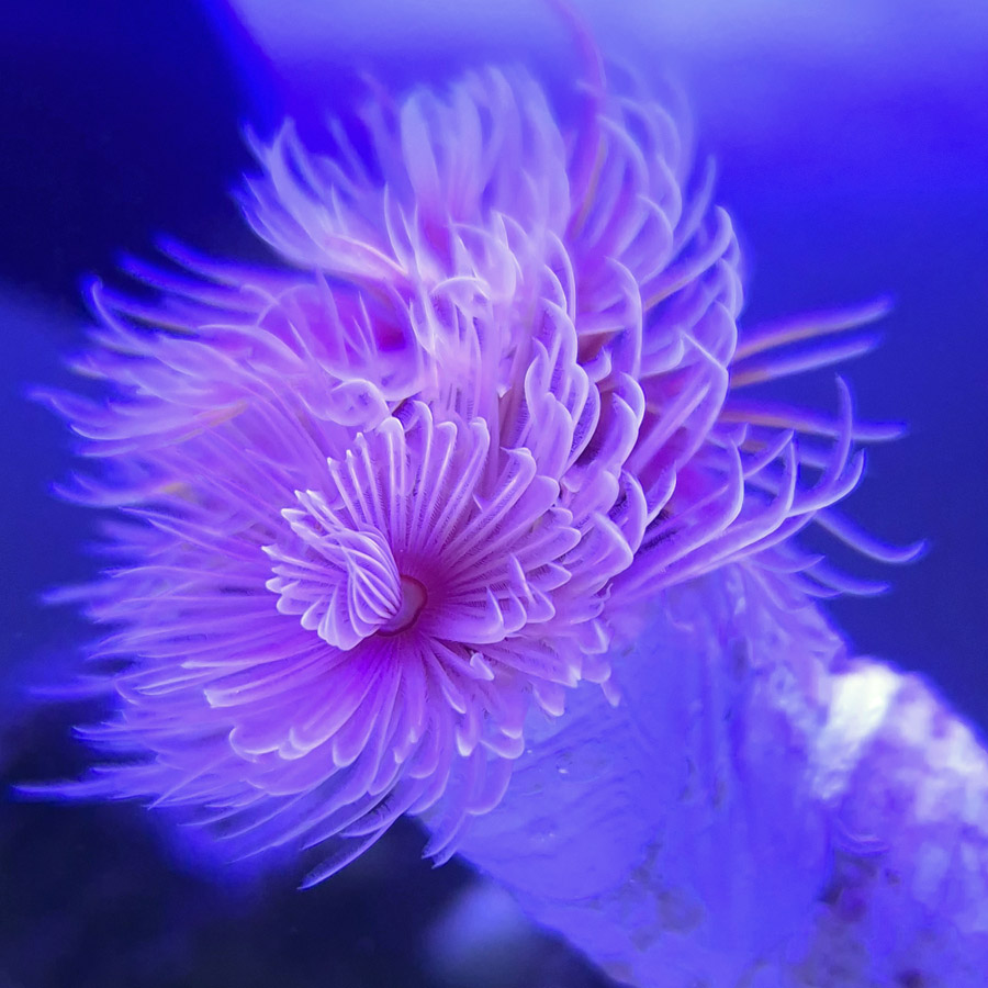 Protula bispiralis