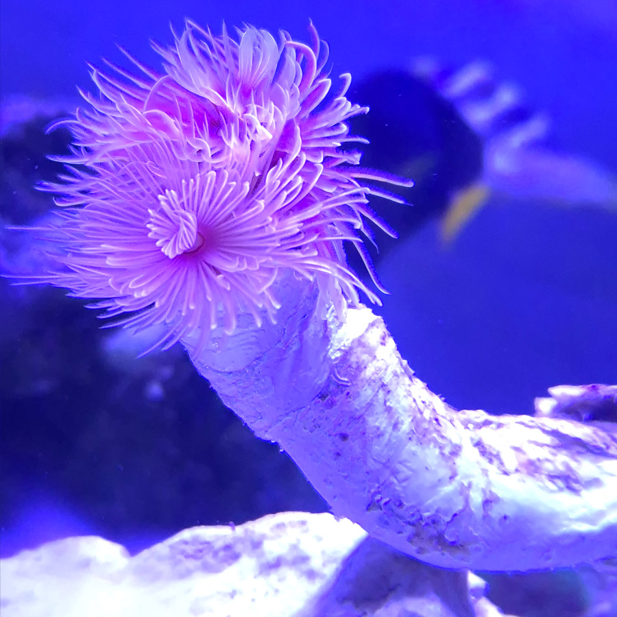 protula bispiralis