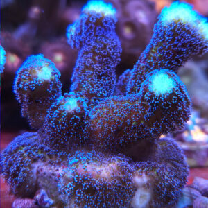 stylophora pistillata milka