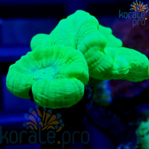 Caulastrea ultra fluo