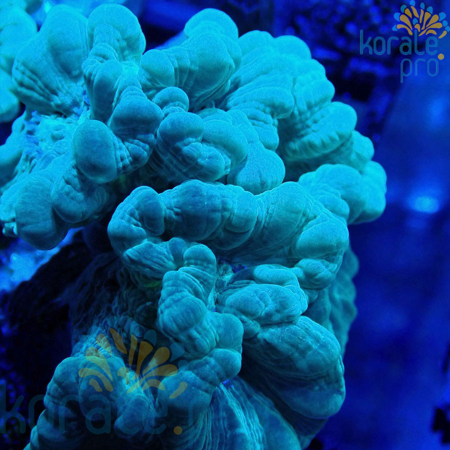 Caulastrea mint
