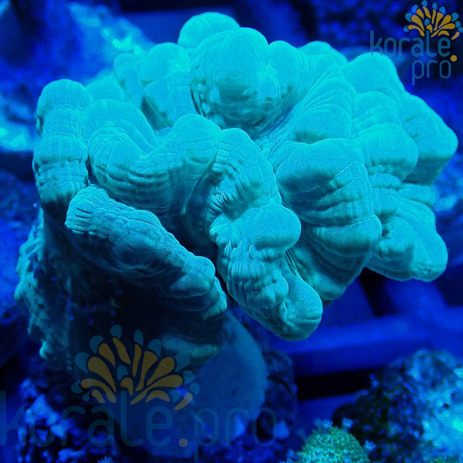 Caulastrea mint