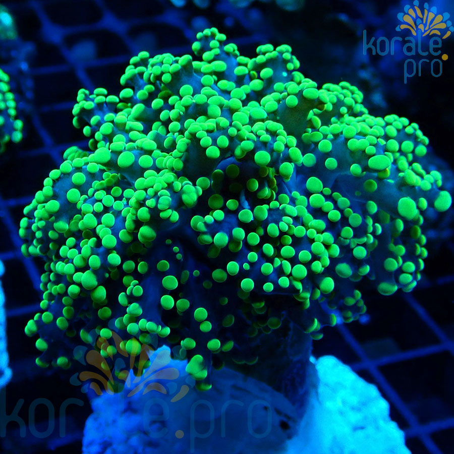Euphyllia yaeyamaensis