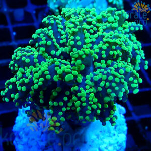 Euphyllia yaeyamaensis