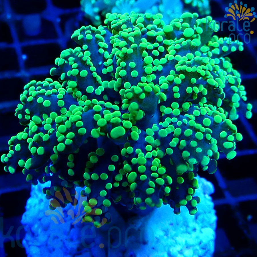 Euphyllia yaeyamaensis