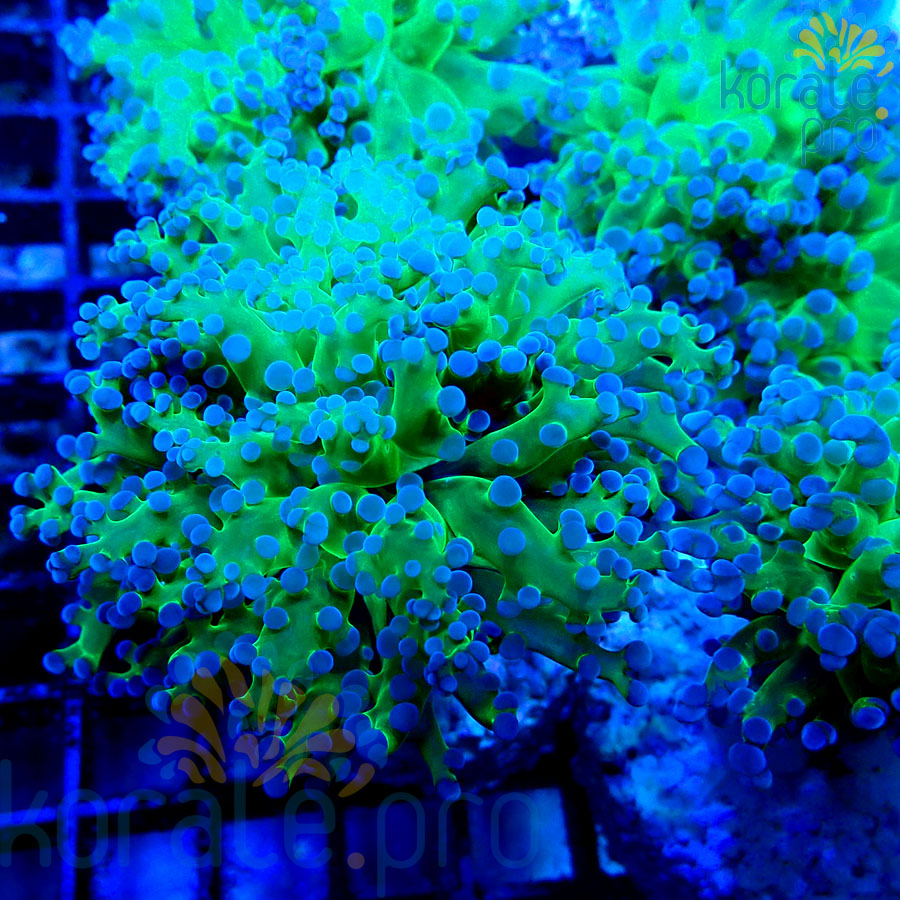 Euphyllia yaeyamaensis