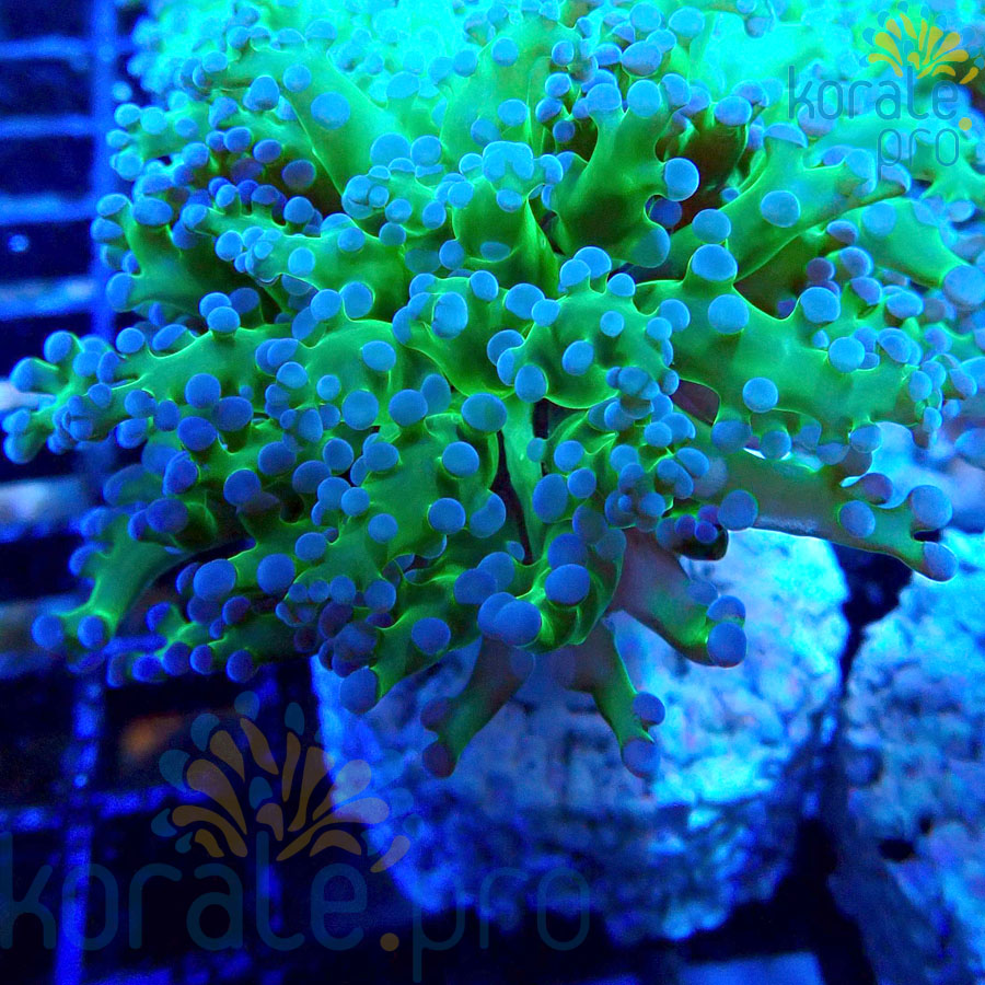 Euphyllia yaeyamaensis