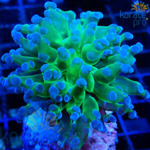 Euphyllia yaeyamaensis