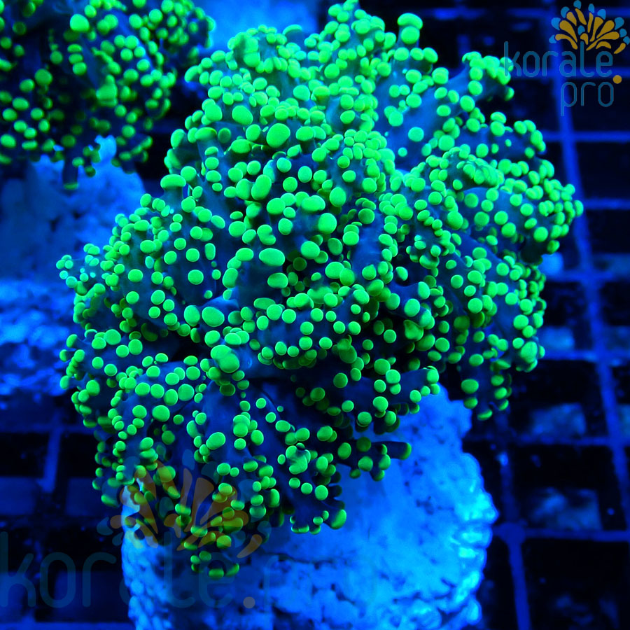 Euphyllia yaeyamaensis