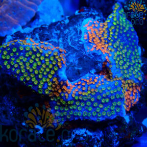Montipora rainbow
