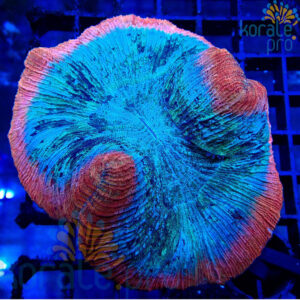Trachyphyllia geoffroyi