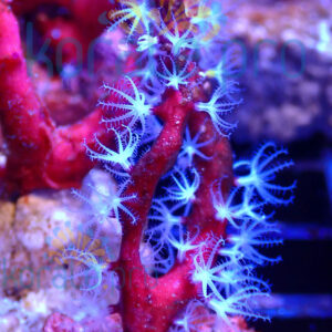 Diodogorgia nodulifera