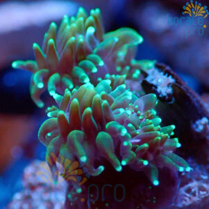 Galaxea Fascicularis