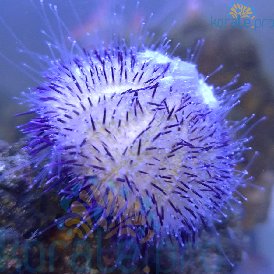 Echinodermata sp