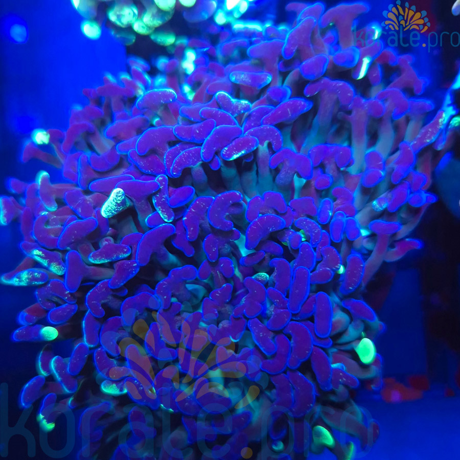 Euphyllia Ancora Dark Galaxy