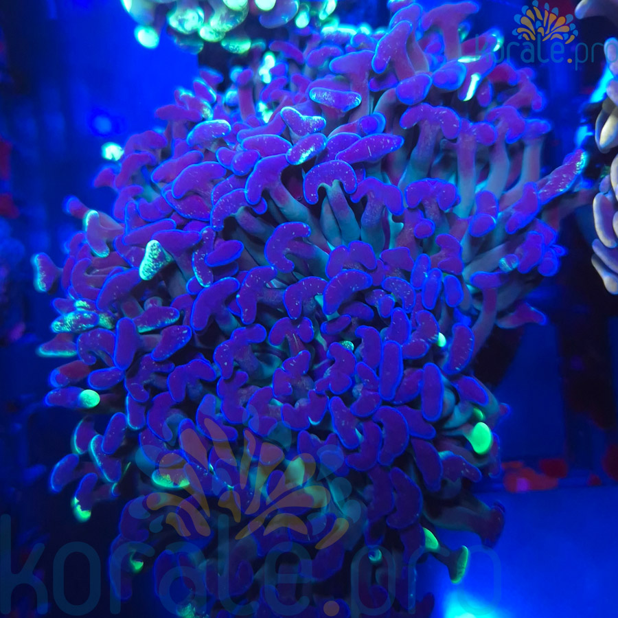 Euphyllia Ancora Dark Galaxy