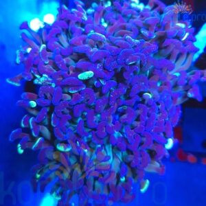 Euphyllia Ancora Dark Galaxy