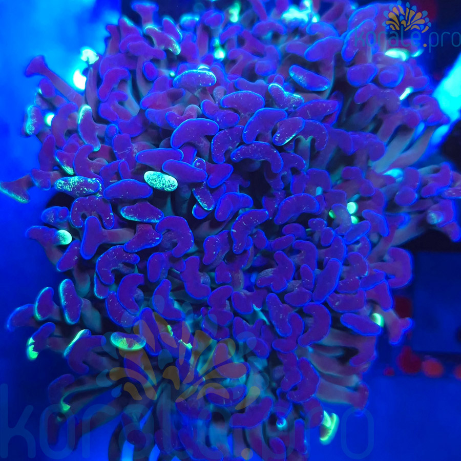 Euphyllia Ancora Dark Galaxy