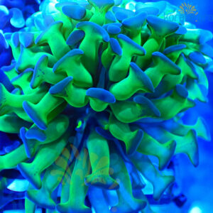 Euphyllia Paraancora Blueberry