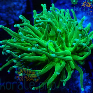 Euphyllia glabrescens green