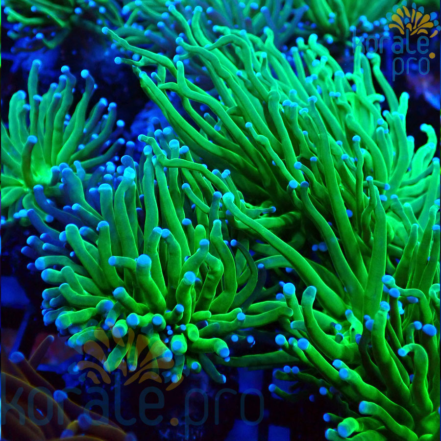 Euphyllia glabrescens green
