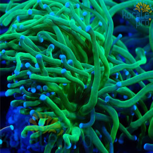 Euphyllia glabrescens green