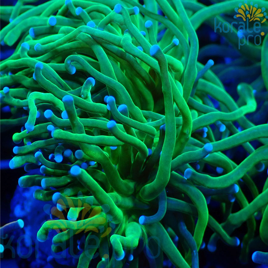 Euphyllia glabrescens green