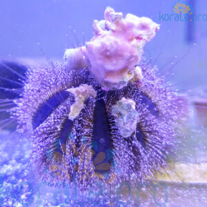 Mespilla globulus