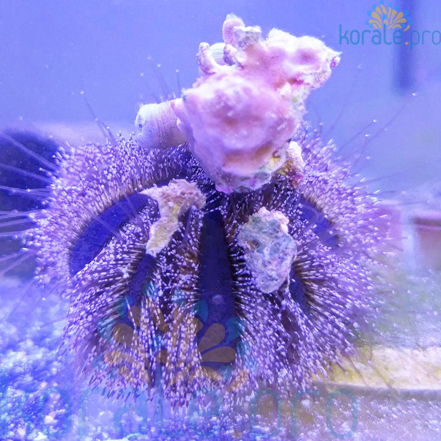 Mespilla globulus