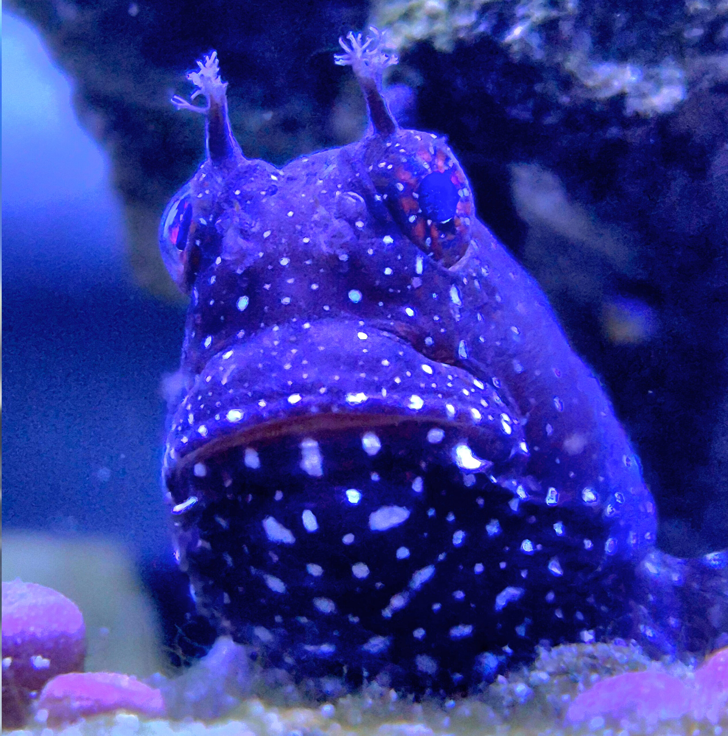 Salarias Ramosus