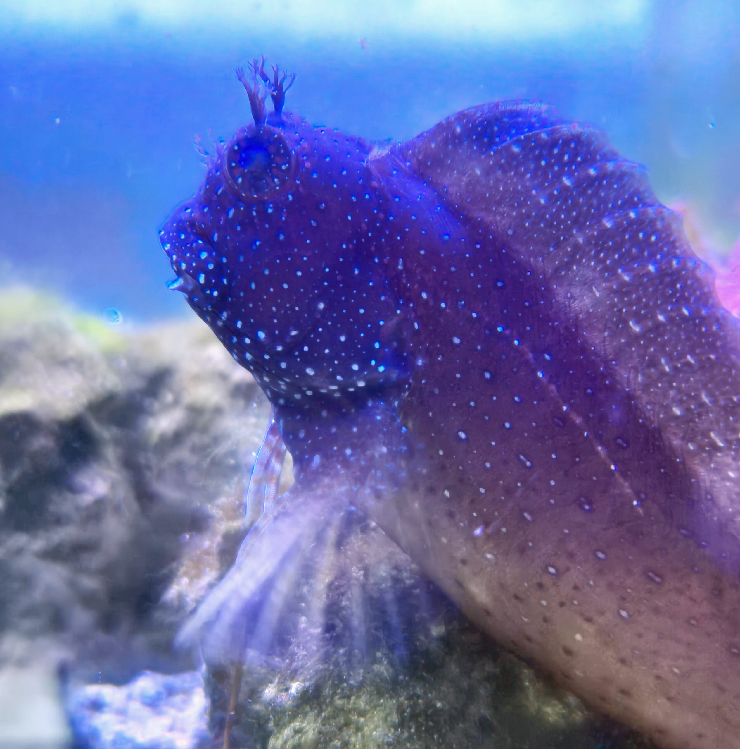 Salarias Ramosus