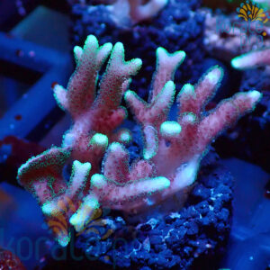 Seriatopora caliendrum pink