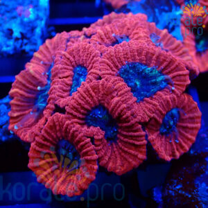 acanthastrea
