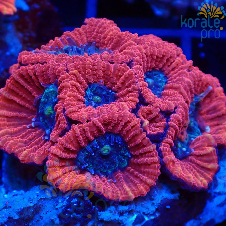 acanthastrea