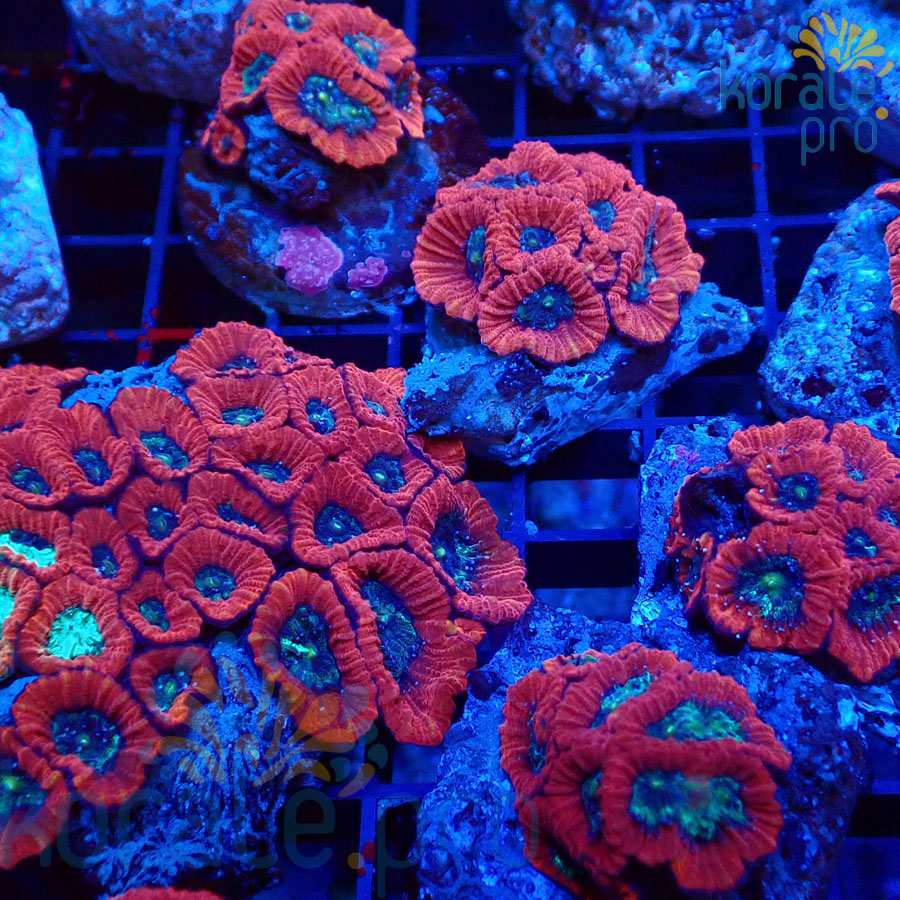 acanthastrea