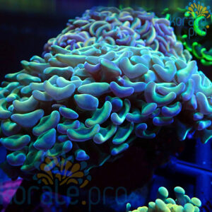 euphyllia ancora
