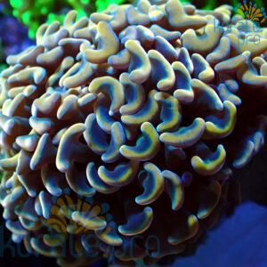 euphyllia ancora