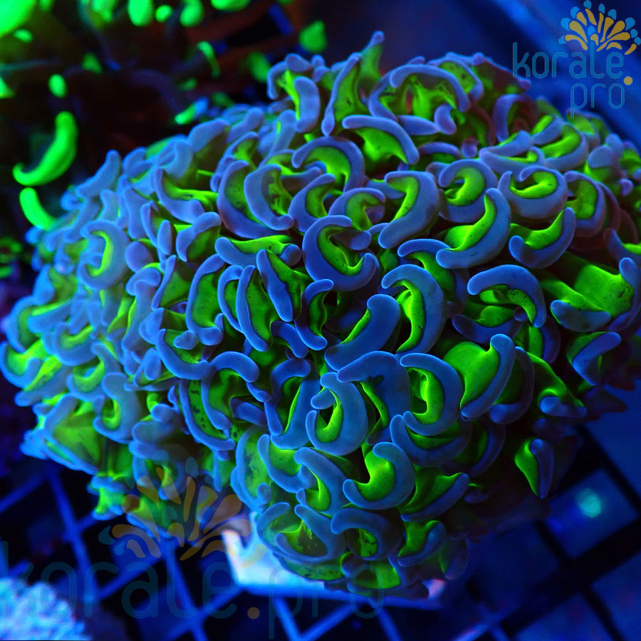 euphyllia ancora