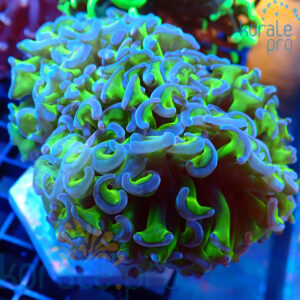 euphyllia ancora